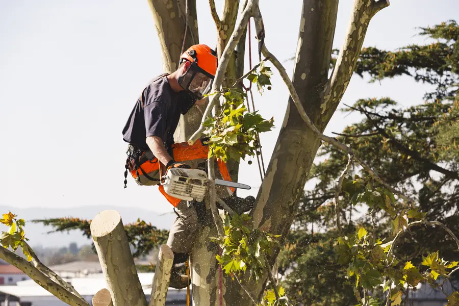 Professional Tree Service in Carrollton, GA Tree Company in Carrollton, GA