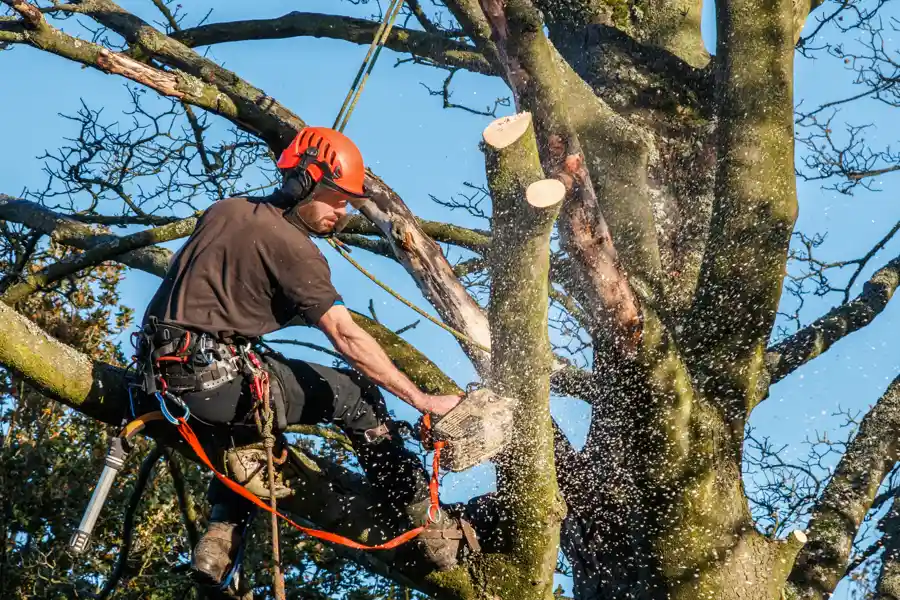Professional Tree Service