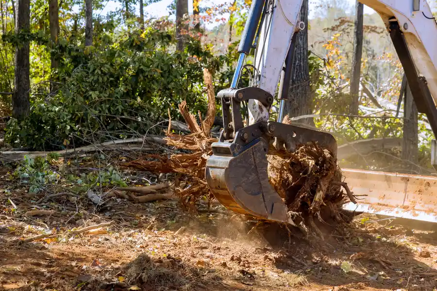 Affordable Stump Removal Carrollton, GA Affordable Stump Removal Carrollton, GA