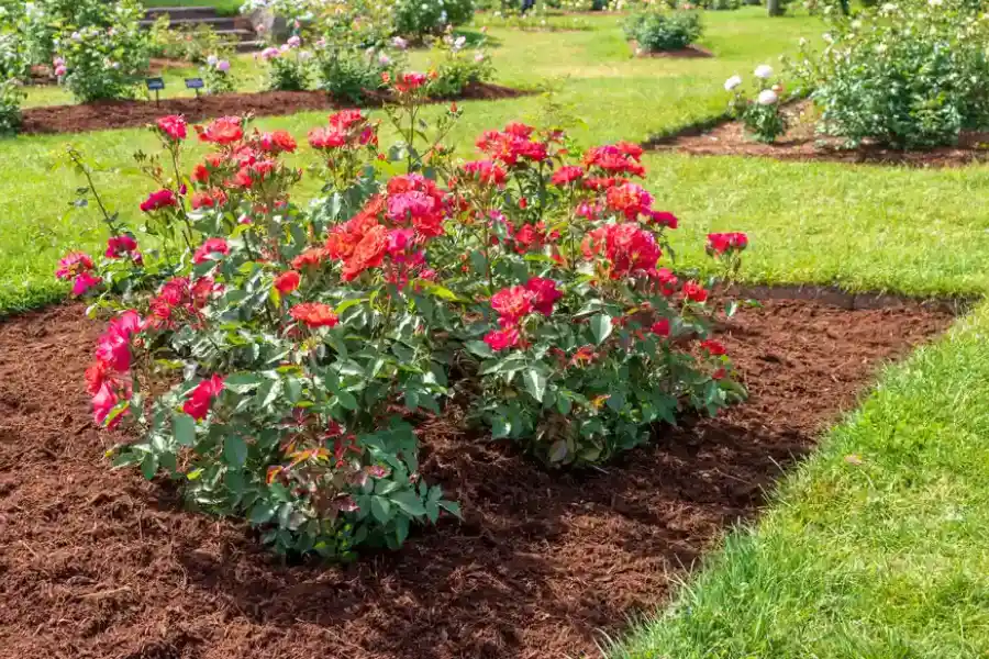 How Mulching Protects Tree Roots And Enhances Growth in Carrollton, GA How Mulching Protects Tree Roots And Enhances Growth in Carrollton, GA