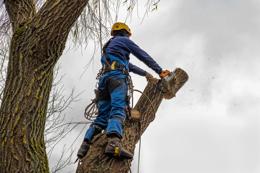 Superior Tree Cutting Service Carrollton, GA Superior Tree Cutting Service Carrollton, GA