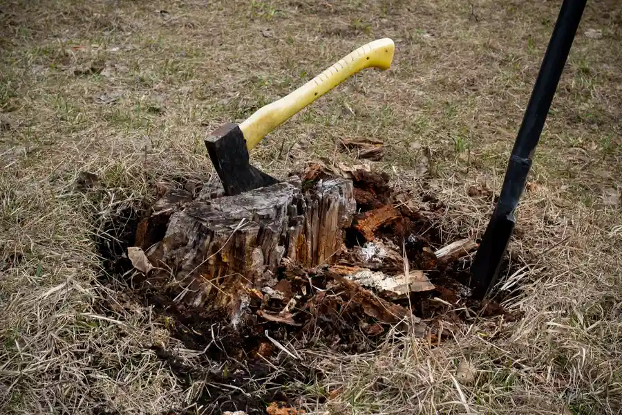 The Environmental Benefits Of Professional Stump Removal Carrollton, GA The Environmental Benefits Of Professional Stump Removal Carrollton, GA