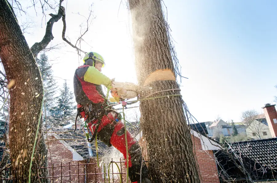 Top-rated Tree Cutting Service Carrollton, GA Top-rated Tree Cutting Service Carrollton, GA
